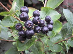 Aroniabeeren